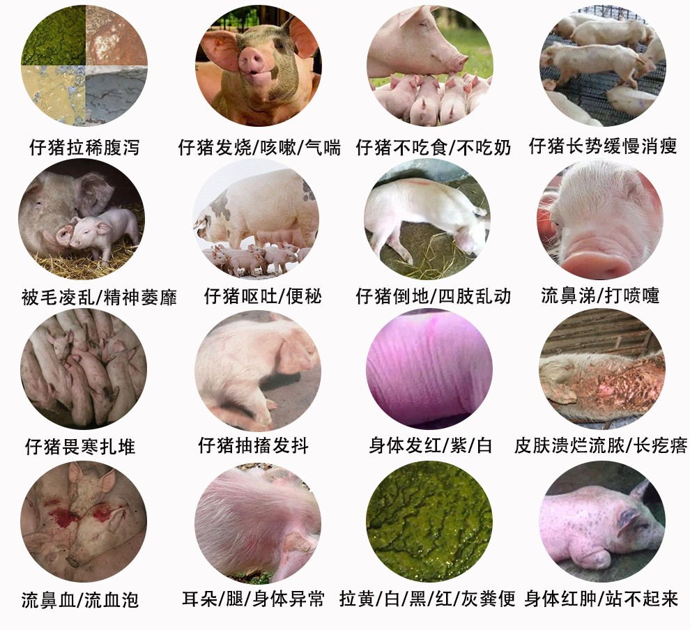 推广页面4排仔猪.jpg