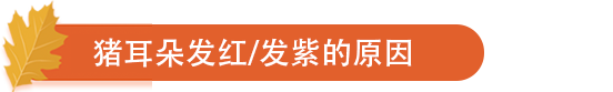 猪耳朵发红、发紫的原因.png