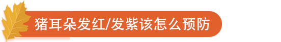 猪耳朵发红、发紫该怎么预防.png