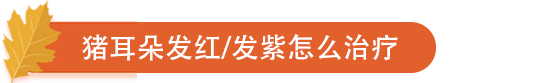 猪耳朵发红、发紫怎么治疗.png