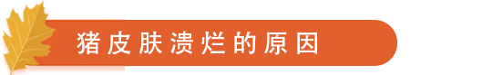 猪皮肤溃烂的原因-.png