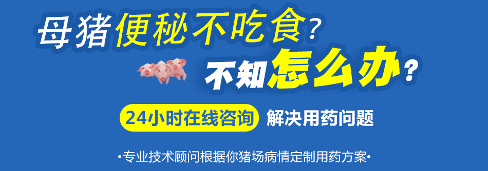 母猪便秘不吃.png