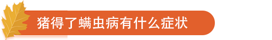 猪得了螨虫病有什么症状.png