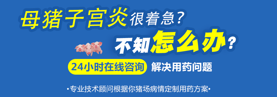 母猪子宫炎.png