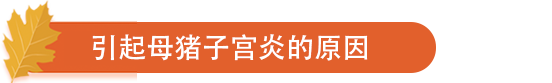 引起母猪子宫炎的原因.png