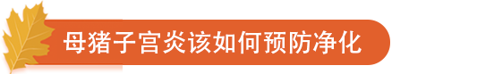 母猪子宫炎该如何预防净化.png