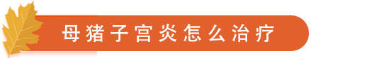 母猪子宫炎怎么治疗.png