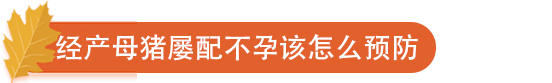 经产母猪屡配不孕该怎么预防.png