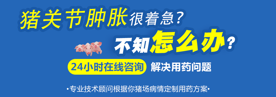 猪关节肿胀.png