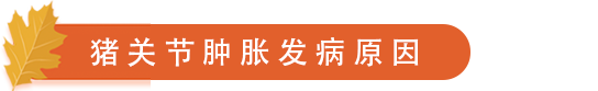 猪关节肿胀发病原因.png