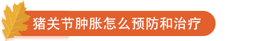 猪关节肿胀怎么预防和治疗.png