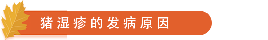 猪湿疹的发病原因.png
