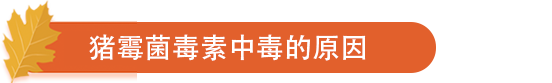 猪霉菌毒素中毒的原因.png