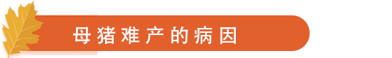 母猪难产的病因.png