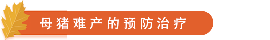 母猪难产的预防治疗.png