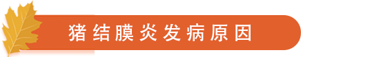 猪结膜炎发病原因.png
