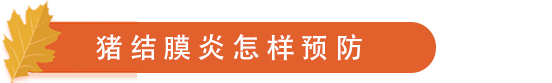 猪结膜炎怎样预防.png