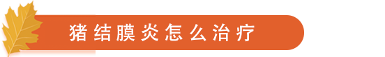 猪结膜炎怎么治疗.png