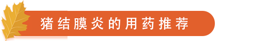 猪结膜炎的用药推荐.png