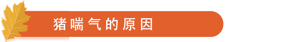 猪喘气的原因.png