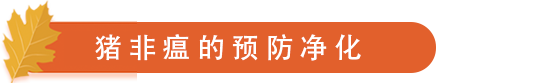 非瘟的预防净化.png
