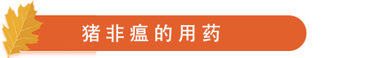非瘟的用药.png