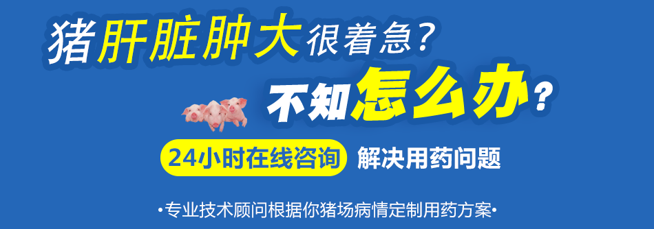 猪肝脏肿大.png