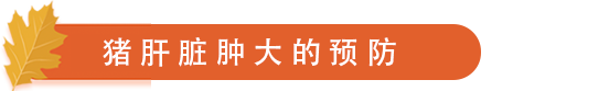 猪肝脏肿大的预防.png