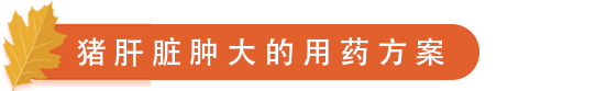 猪肝脏肿大的用药方案.png