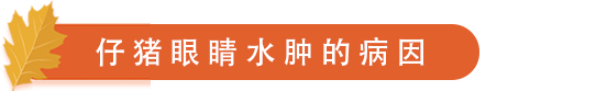 仔猪眼睛水肿的病因.png