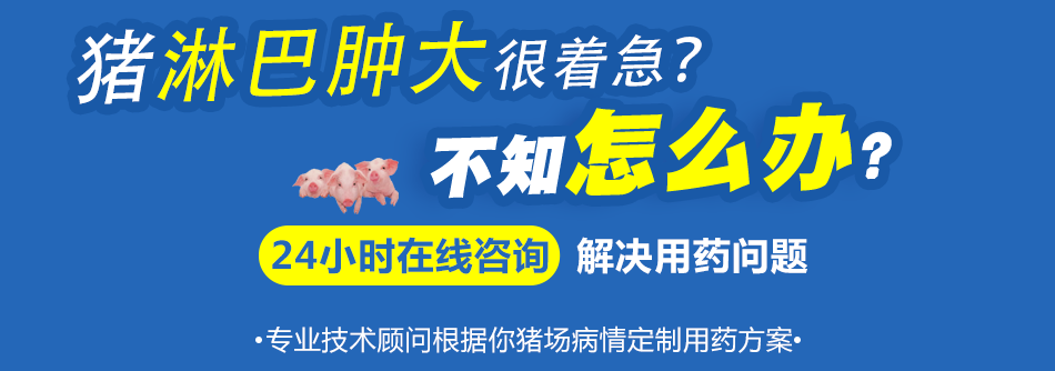 猪淋巴肿大.png