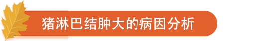 猪淋巴结肿大的病因分析.png