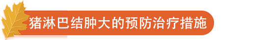 猪淋巴结肿大的预防治疗措施.png