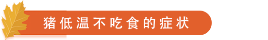 猪低温不吃食的症状.png