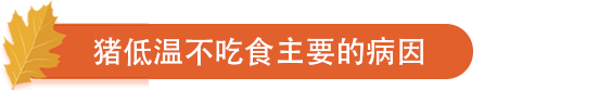 猪低温不吃食主要的病因.png