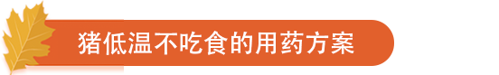 猪低温不吃食的用药方案.png