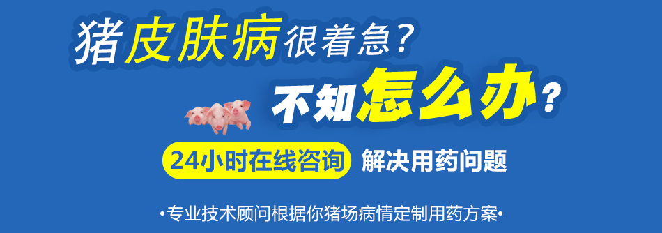 猪皮肤病.jpg