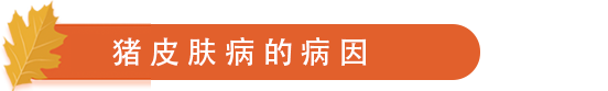 猪皮肤病的病因.png