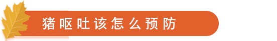 猪呕吐该怎么预防.png