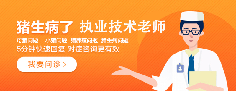 猪生病问老师.jpg