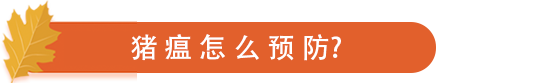 猪瘟怎么预防.png
