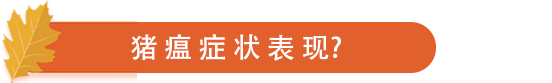 猪瘟症状表现.png
