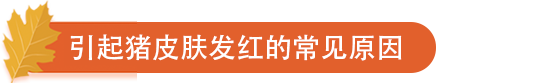 引起猪皮肤发红的常见原因.png
