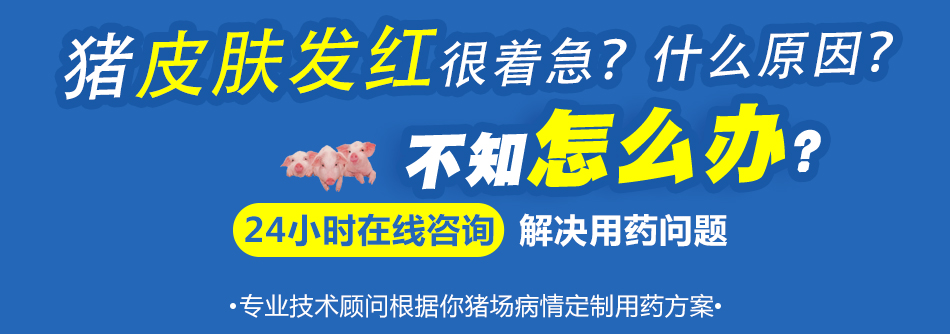 猪皮肤发红.jpg