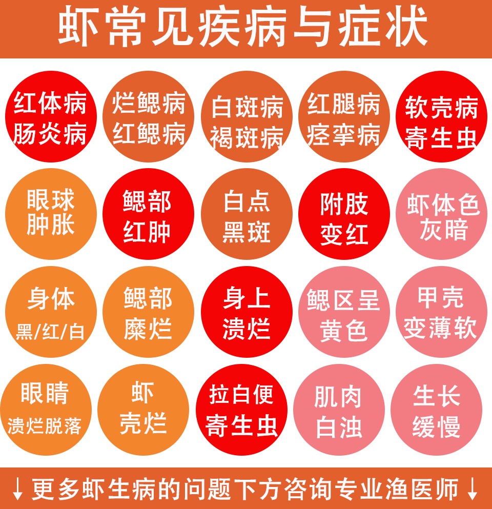 纯文字-虾.jpg