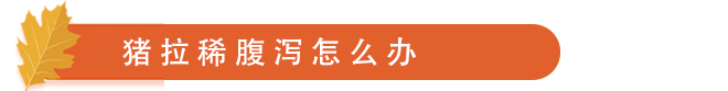 猪拉稀腹泻怎么办.png
