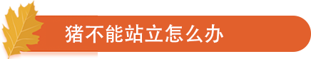 猪不能站立怎么办.png