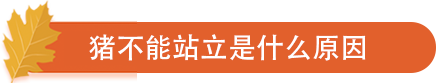 猪不能站立是什么原因.png