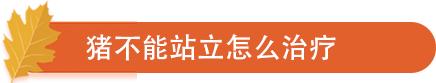猪不能站立怎么治疗.png