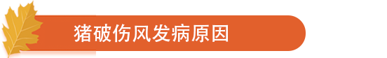 猪破伤风发病原因.png